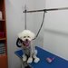 Tropical Vet - Cabinet veterinar